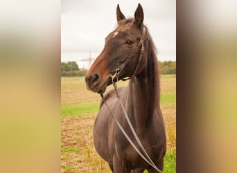 Englisches Vollblut, Stute, 20 Jahre, 158 cm, Dunkelbrauner