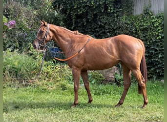 Englisches Vollblut, Stute, 2 Jahre, 157 cm, Fuchs