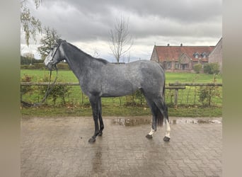 Englisches Vollblut, Stute, 2 Jahre, 160 cm, Apfelschimmel