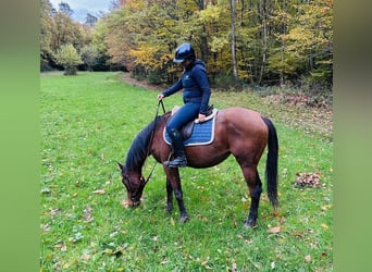 Englisches Vollblut, Stute, 2 Jahre, 160 cm, Brauner