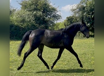 Englisches Vollblut Mix, Stute, 2 Jahre, 163 cm, Brauner
