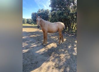 Englisches Vollblut Mix, Stute, 2 Jahre, Palomino