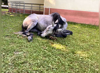 Englisches Vollblut Mix, Stute, 3 Jahre, 152 cm, Braunfalbschimmel