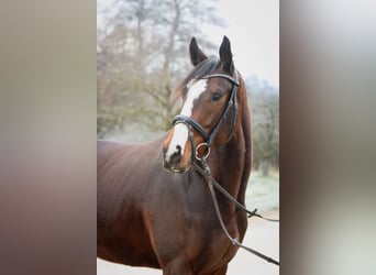 Englisches Vollblut, Stute, 3 Jahre, 160 cm, Brauner