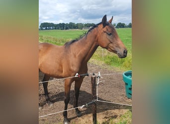 Englisches Vollblut, Stute, 3 Jahre, 160 cm, Dunkelbrauner