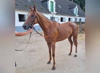 Englisches Vollblut, Stute, 3 Jahre, 162 cm, Fuchs