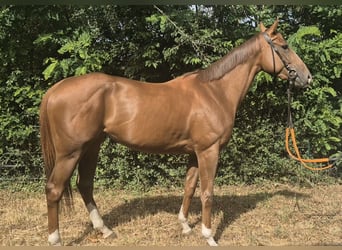 Englisches Vollblut, Stute, 3 Jahre, 163 cm, Fuchs