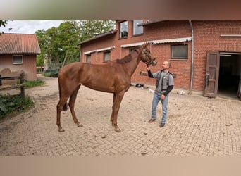 Englisches Vollblut, Stute, 3 Jahre, 164 cm, Fuchs