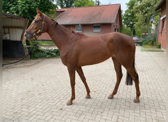 Englisches Vollblut, Stute, 3 Jahre, 164 cm, Fuchs