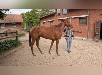 Englisches Vollblut, Stute, 3 Jahre, 164 cm, Fuchs