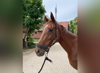 Englisches Vollblut, Stute, 3 Jahre, 164 cm, Fuchs