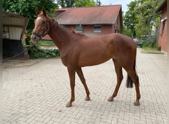 Englisches Vollblut, Stute, 3 Jahre, 164 cm, Fuchs