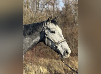 Englisches Vollblut, Stute, 3 Jahre, 164 cm, Schimmel