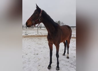 Englisches Vollblut, Stute, 3 Jahre, 165 cm, Brauner