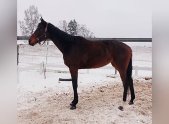 Englisches Vollblut, Stute, 3 Jahre, 165 cm, Brauner