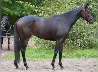 Englisches Vollblut, Stute, 3 Jahre, 165 cm, Brauner