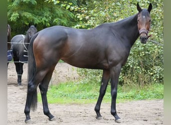 Englisches Vollblut, Stute, 3 Jahre, 165 cm, Brauner