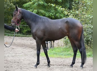 Englisches Vollblut, Stute, 3 Jahre, 165 cm, Brauner