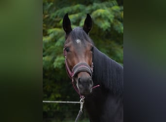 Englisches Vollblut, Stute, 3 Jahre, 165 cm, Brauner