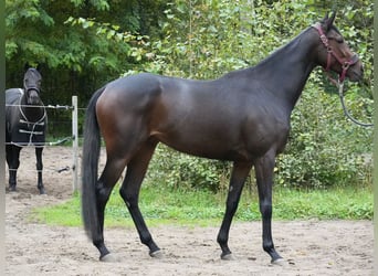 Englisches Vollblut, Stute, 3 Jahre, 165 cm, Brauner