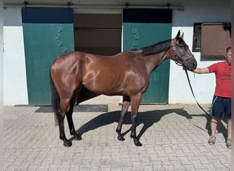 Englisches Vollblut, Stute, 4 Jahre, 158 cm, Brauner