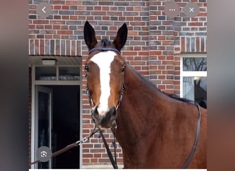 Englisches Vollblut, Stute, 4 Jahre, 158 cm, Brauner