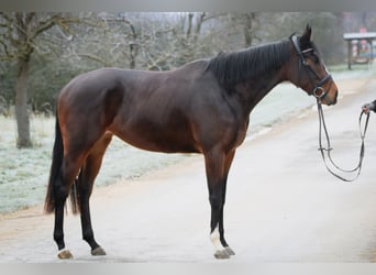 Englisches Vollblut, Stute, 4 Jahre, 160 cm