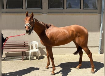 Englisches Vollblut, Stute, 4 Jahre, 160 cm, Fuchs