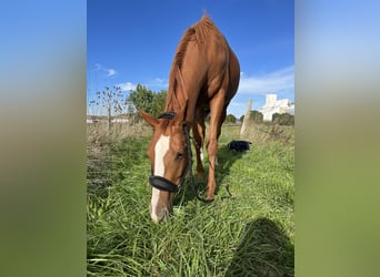 Englisches Vollblut, Stute, 4 Jahre, 160 cm, Fuchs