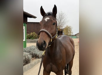 Englisches Vollblut, Stute, 4 Jahre, 163 cm, Brauner