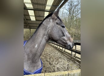 Englisches Vollblut, Stute, 4 Jahre, 164 cm, Schimmel