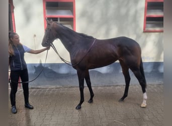 Englisches Vollblut, Stute, 4 Jahre, 165 cm, Brauner