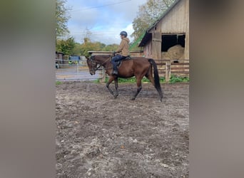 Englisches Vollblut, Stute, 4 Jahre, 165 cm, Brauner