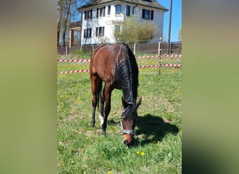 Englisches Vollblut, Stute, 4 Jahre, 165 cm, Dunkelbrauner