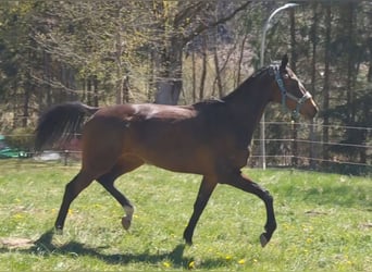 Englisches Vollblut, Stute, 4 Jahre, 165 cm, Dunkelbrauner