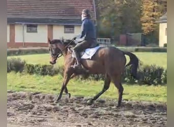 Englisches Vollblut, Stute, 4 Jahre, 167 cm, Brauner