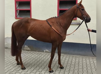 Englisches Vollblut, Stute, 4 Jahre, 167 cm, Fuchs