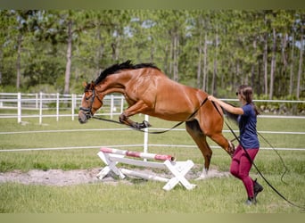 Englisches Vollblut, Stute, 4 Jahre, 168 cm, Rotbrauner