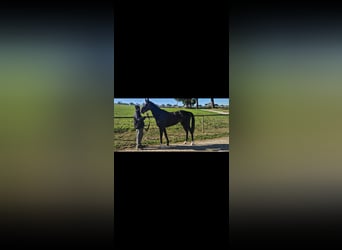 Englisches Vollblut, Stute, 4 Jahre, 168 cm, Schwarzbrauner