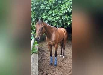 Englisches Vollblut, Stute, 4 Jahre, 170 cm, Brauner