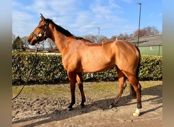 Englisches Vollblut, Stute, 4 Jahre, 171 cm, Brauner