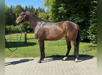Englisches Vollblut, Stute, 4 Jahre, Brauner