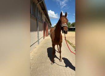 Englisches Vollblut, Stute, 4 Jahre, Fuchs
