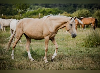 Englisches Vollblut, Stute, 5 Jahre, 151 cm, Palomino