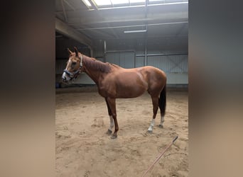 Englisches Vollblut, Stute, 5 Jahre, 155 cm, Fuchs