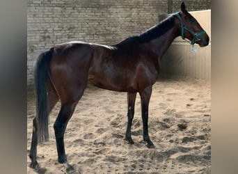 Englisches Vollblut, Stute, 5 Jahre, 157 cm, Brauner