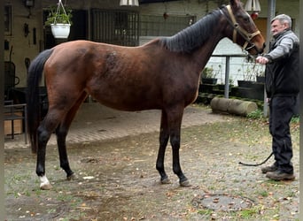 Englisches Vollblut, Stute, 5 Jahre, 157 cm, Brauner