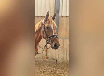 Englisches Vollblut, Stute, 5 Jahre, 157 cm, Fuchs