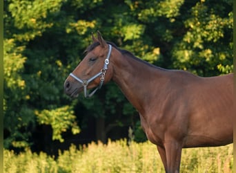 Englisches Vollblut, Stute, 5 Jahre, 158 cm, Brauner