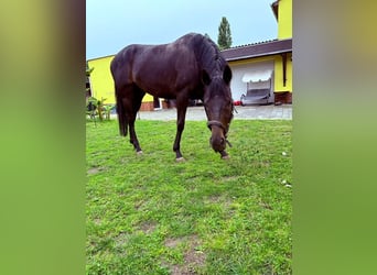 Englisches Vollblut, Stute, 5 Jahre, 159 cm, Dunkelfuchs